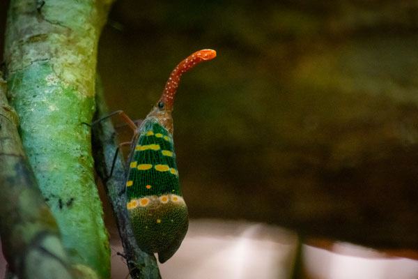 Laternenkäfer im Dschungel von Khaolak