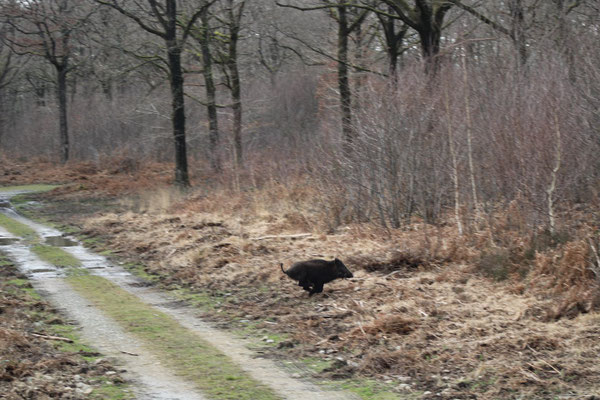 Chasse au gros