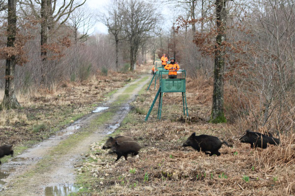 Chasse en parc fermé