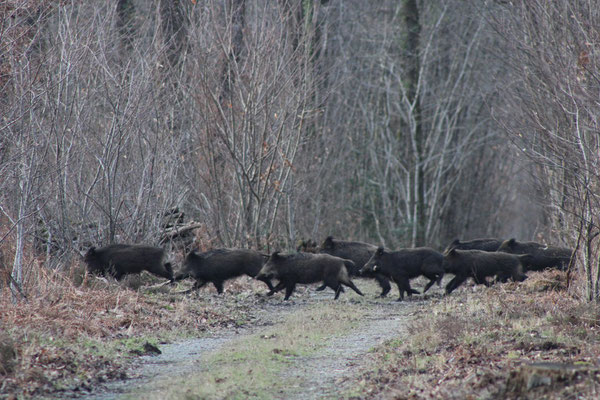 Chasse sangliers