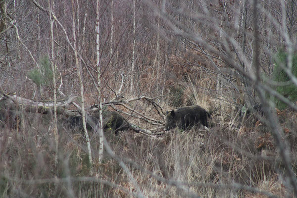 Chasse en deux sevres