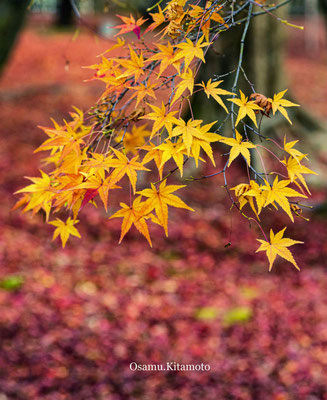 ⑭見事な「東福寺」の紅葉ショーでした。