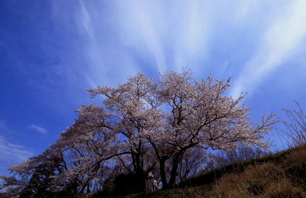 「桜」　砂井　外美子