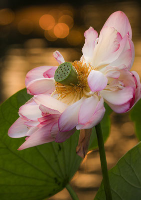 「華道」　下野　久雄