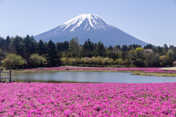 ⑨富士と芝桜