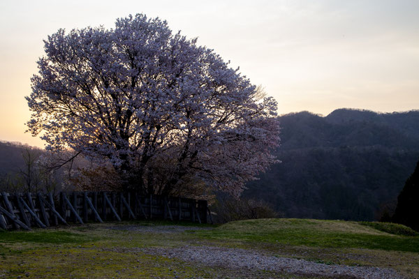 夕暮れの染井吉野