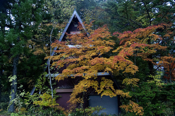 紅葉の画布