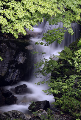 (春）（青葉の頃）　永原　秀夫