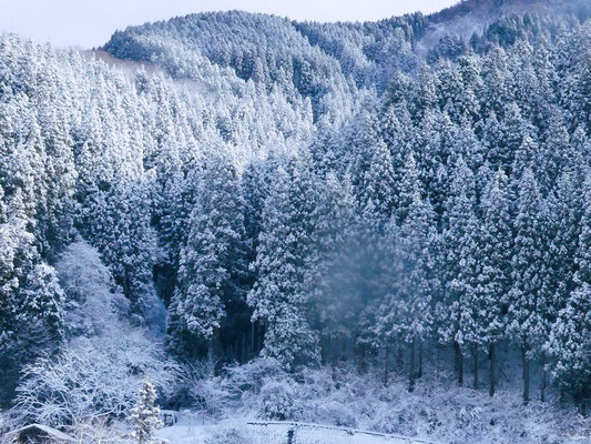 雪の森