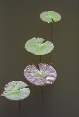 「水無月」　眞木　克子