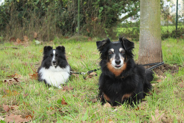 Sheltie Maili und Pearl warten brav