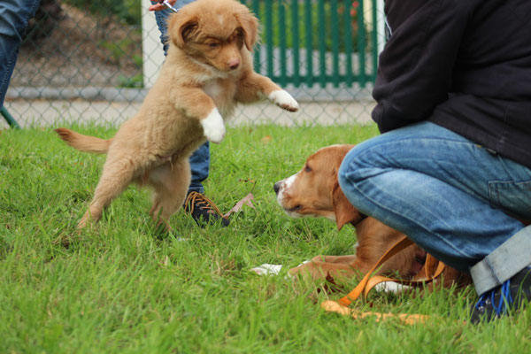 Nova Scottia Duck Tolling Retriever Diego und Goldie-Setter-Mix Odin