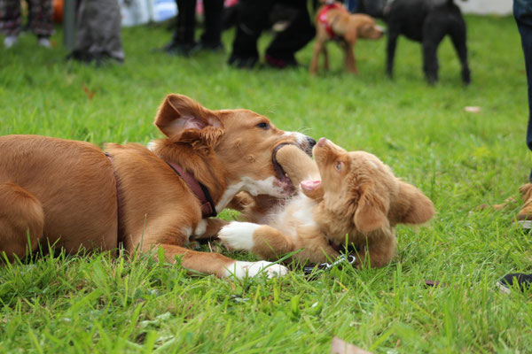 Nova Scottia Duck Tolling Retriever Diego und Goldie-Setter-Mix Odin