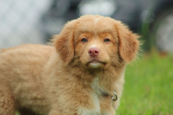 Nova Scottia Duck Tolling Retriever Diego