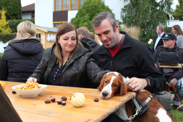 Irish Red and White Setter India schaut nach, was es da tolles auf dem Tisch zu finden gibt