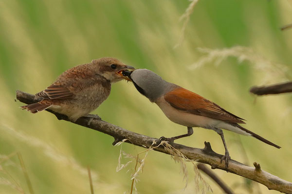 Männchen füttert Jungvogel