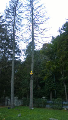 Tree climbing ed esbosco - Piemonte -Provincia di Cuneo