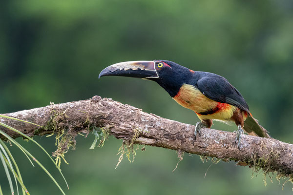 Eco Lodge Laguna del Lagarto ist ein wahres Vogelparadies. Hier ein Halsbandarassari.