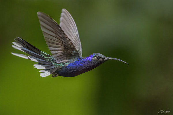 In Monteverde, im Selvatura Park tummeln sich diverse Kolibris an Zuckerwasserspendern. Hier ein Violettdegenflügel.