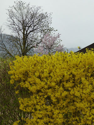 Endlich Übergang zum Frühling