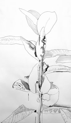 Milkweed, 2024, Ink/Paper, 107cm x 76cm