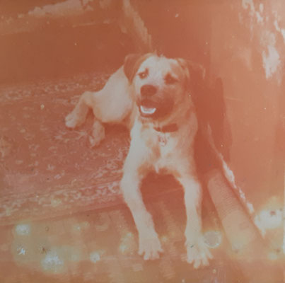 RIP-Hund-Carlo-Boxerschnauzer-Mischling