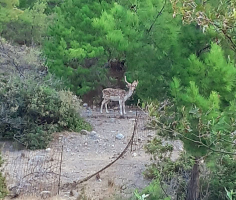 Krafttier-Hirsch-auf-Kreta-Sougia