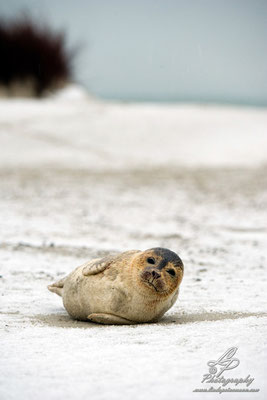 Fotoreise Helgoland - Januar 2015 / Foto: Linda Peinemann