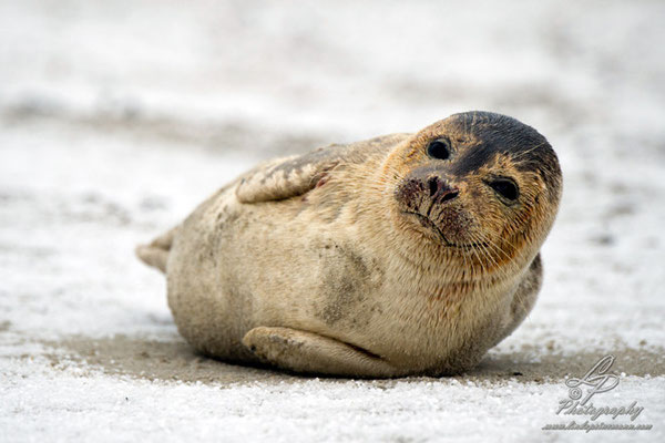 Fotoreise Helgoland - Januar 2015 / Foto: Linda Peinemann
