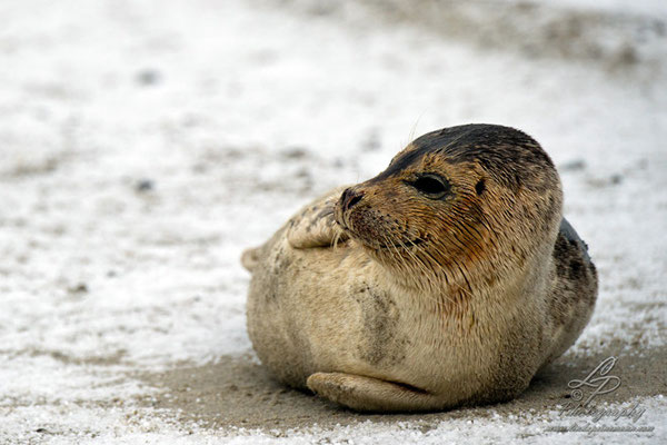 Fotoreise Helgoland - Januar 2015 / Foto: Linda Peinemann