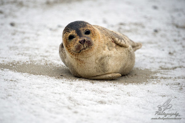 Fotoreise Helgoland - Januar 2015 / Foto: Linda Peinemann