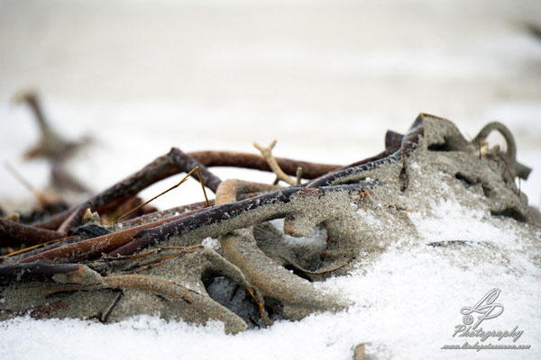 Fotoreise Helgoland - Januar 2015 / Foto: Linda Peinemann
