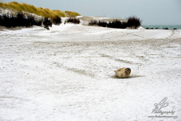 Fotoreise Helgoland - Januar 2015 / Foto: Linda Peinemann