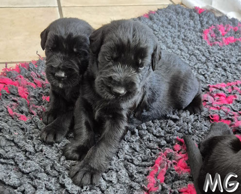 der erste Hörtest mittels pfeifen