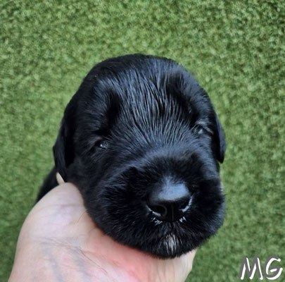 pünktlich mit 3 Wochen sind die ersten Augen offen