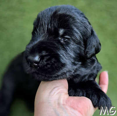 pünktlich mit 3 Wochen sind die ersten Augen offen