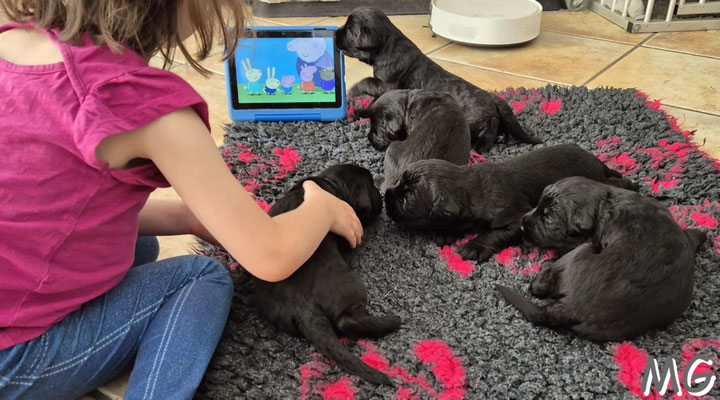 die ersten Filmvorführungen