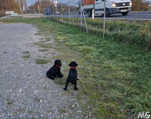 21.11.2023 - Auto watching