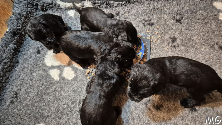 das erste Welpenfutter