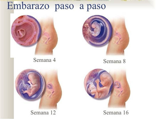 Proceso Gestacional Humano Educacionparalafamilia Jimdo Page