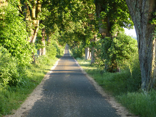 Allee