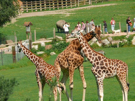 HERMIVAL LES VAUX- Zoo du Cerza - 61 km