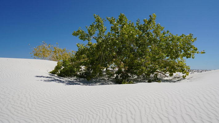 White Sands Nationalpark