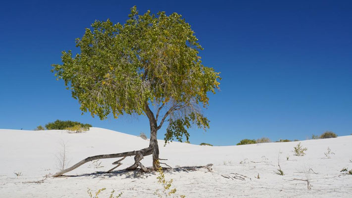White Sands Nationalpark
