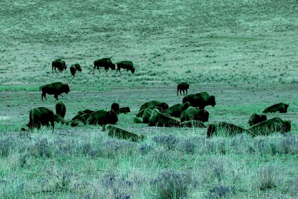 Zion Bisons