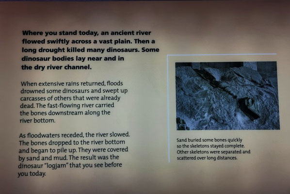 Dinosaur NM