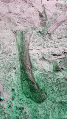 Dinosaur NM
