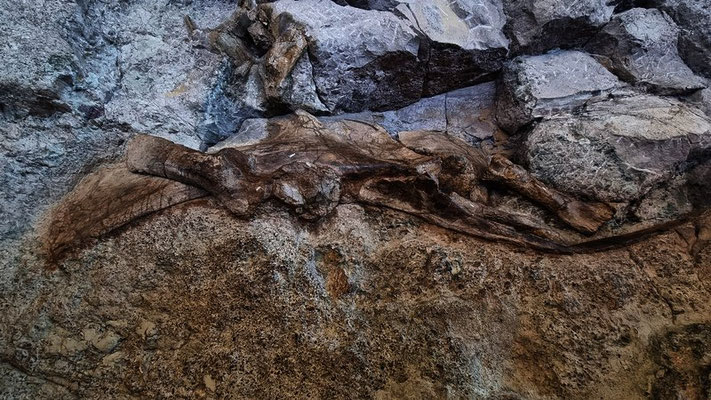 Dinosaur NM