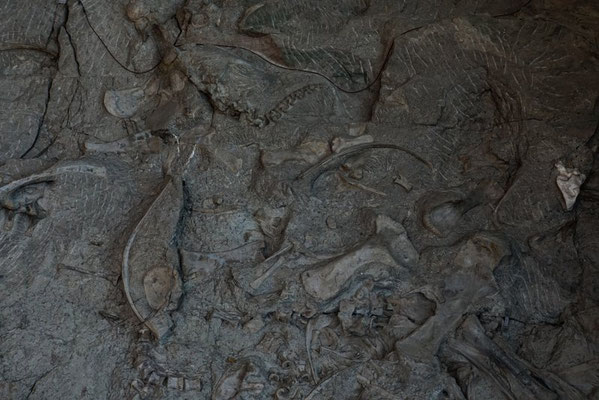 Dinosaur NM