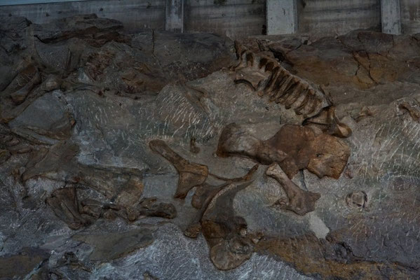 Dinosaur NM